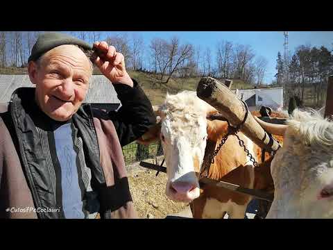 Talking to the Macidon farmer - the last ox breeder in the Zagrei Valley, BN County