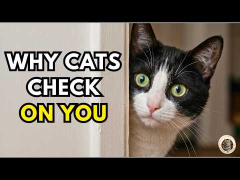 If Your Cat Checks On You, They're Trying To Tell You This...