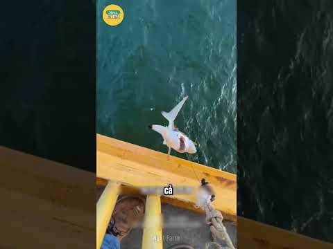 Bí Mật Đằng Sau Việc Giải Cứu Cá Mập Của Ngư Dân!