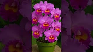 12 de dezembro de 2025