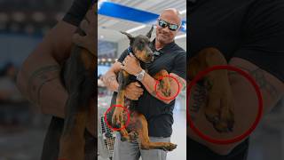 Download lagu What” “I look for” when picking a new Doberman puppy aesthetically! Breeder @casakalinas #Dobermanns mp3