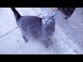 Gray Cat Still Pregnant