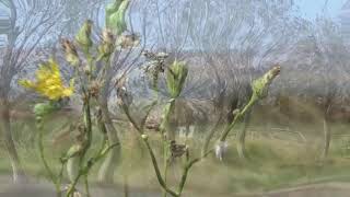 The Nothing Hillbillies, (Mark Knopfler`s Voice &amp; Guitar), Your Own Sweet Way + Lyrics below