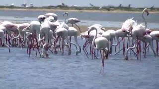 preview picture of video 'FLAMINGOES - Indian Bird Videos'