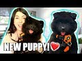 I GOT A NEW PUPPY!!! New Pet Puppy Q&A | EMZOTIC