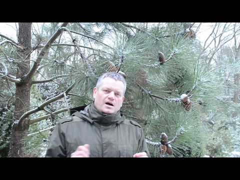 Sosny – drzewa niezwykłe. Odcinek 10.