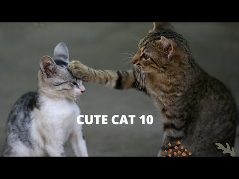 Funny Cat Scares Of Ordinary Things - Cute And Funny Cat Reactions | Aww Animals #10