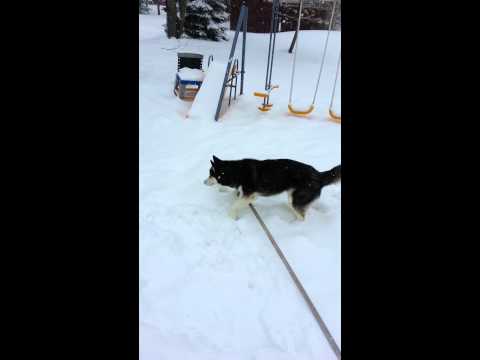 Siberian Husky's Alaska and Kenai play in the snow.