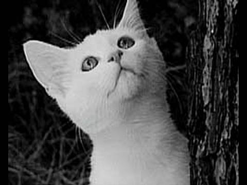 Part 13 Animal Super Powers - Animal X Natural Mystery Unit | Storyteller Media