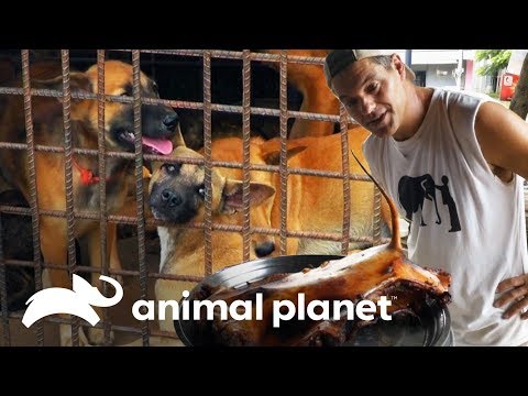 Restaurante vende cachorro assado | Perdido no Sudeste Asiático: Tráfico de Animais