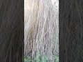 Movie Vikram Tamil Music Bgm Cricket Satyam Nature Satyamboss Funny