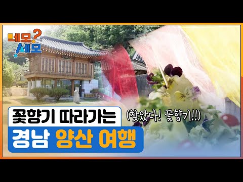 [네모세모] 꽃향기 따라 양산 여행