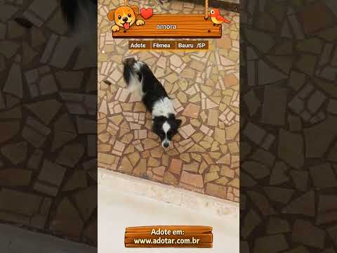 Vídeo de amora 