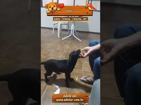 Vídeo de Bela