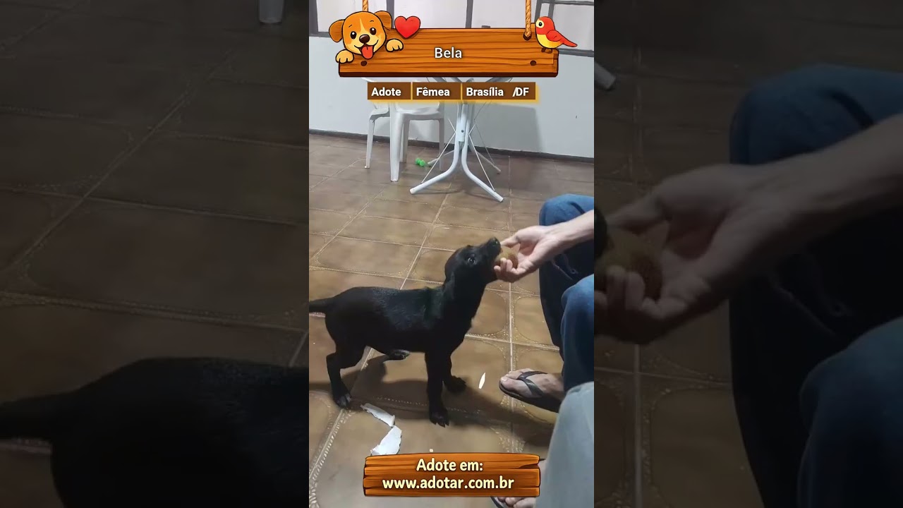 Cachorro raça SRD-ViraLata idade 2 a 6 meses nome Bela