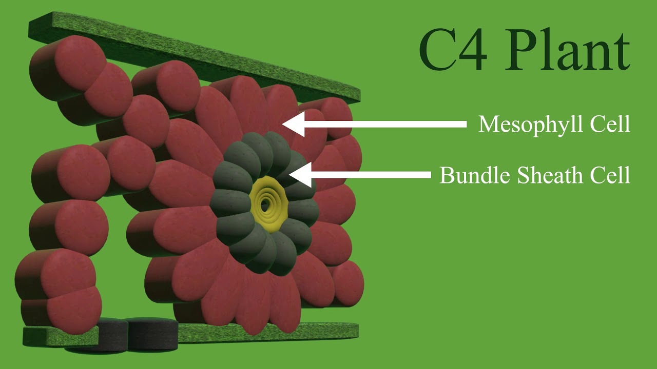 C4 CYCLE