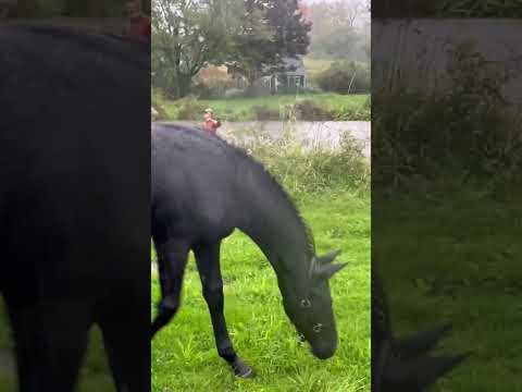 “Thriller” premium westfalen colt Total Hope/Hohenstein