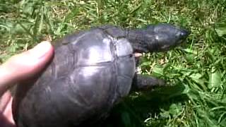 african sideneck care