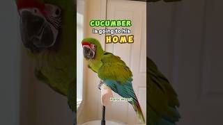 Great Green Macaw Going Home - Training Finished