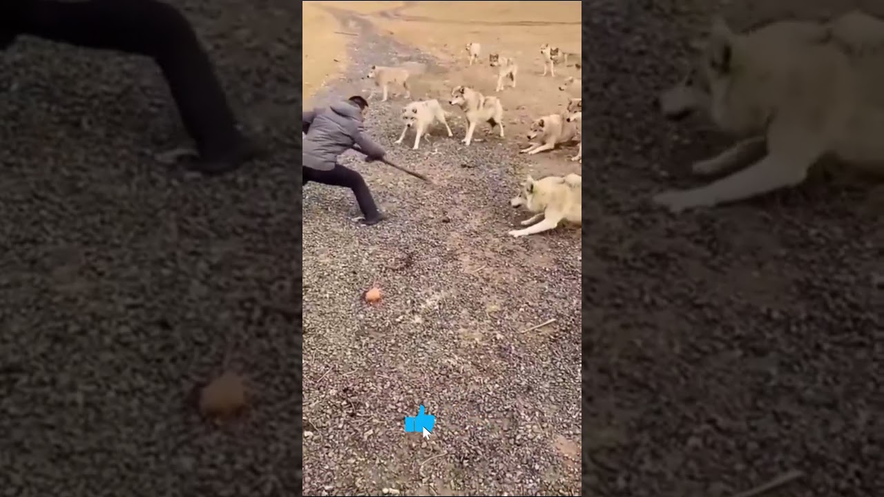 Wolf PACK Attack ON a MAN