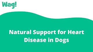 Natural Support for Heart Disease in Dogs | Wag!