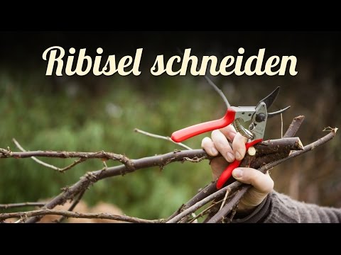 , title : 'Johannisbeeren, Ribisel schneiden 🍈 Beerensträucher pflegen'