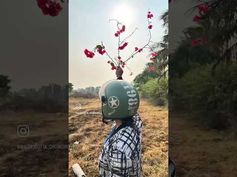 How to grow bougainvillea from cuttings