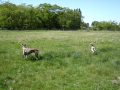 Bambi Running 4 Months Old And Venus Galga