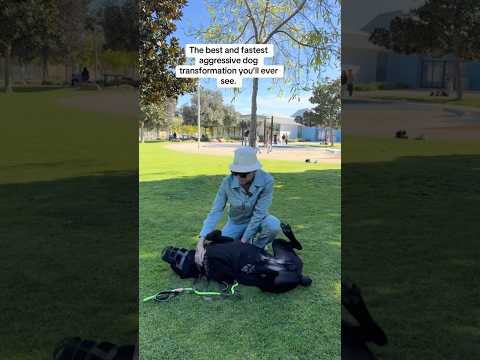 Die schnellste Transformation eines aggressiven Hundes