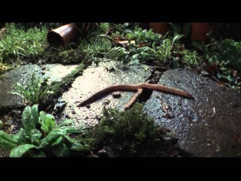 Shape of Life: Annelids - Lumbricus - Earthworm