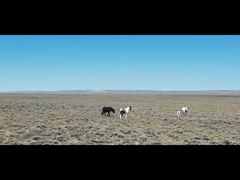 Wild horses in the Great Basin of Wyoming