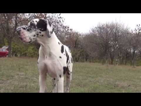 Extra Large Dog Muzzle for Great Dane