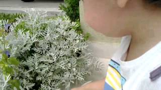 Cantando para o jardim...e...de repente, um passarinho! Susto!