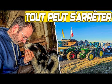 ILS NOUS ÉCRASENT… ET MON CHIEN JOUE SA VIE