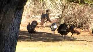 preview picture of video '50 wild turkey live in guys back yard'
