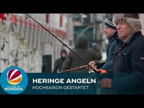 Heringe angeln in Kappeln: Hochsaison an der Kaimauer