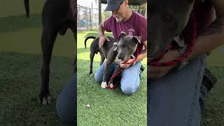 Video preview image #1 Mutt Puppy For Sale in Pasadena, CA, USA