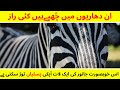 Zebra Ke Raaz Documentary In Hindi Urdu Jungle Secrets