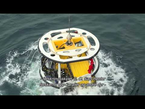 2) FATE - Korallen Lophelia pertusa