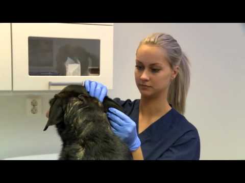 Göra rent hundens öron