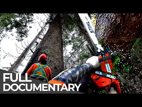 World's Most Dangerous Jobs: Lumberjacks
