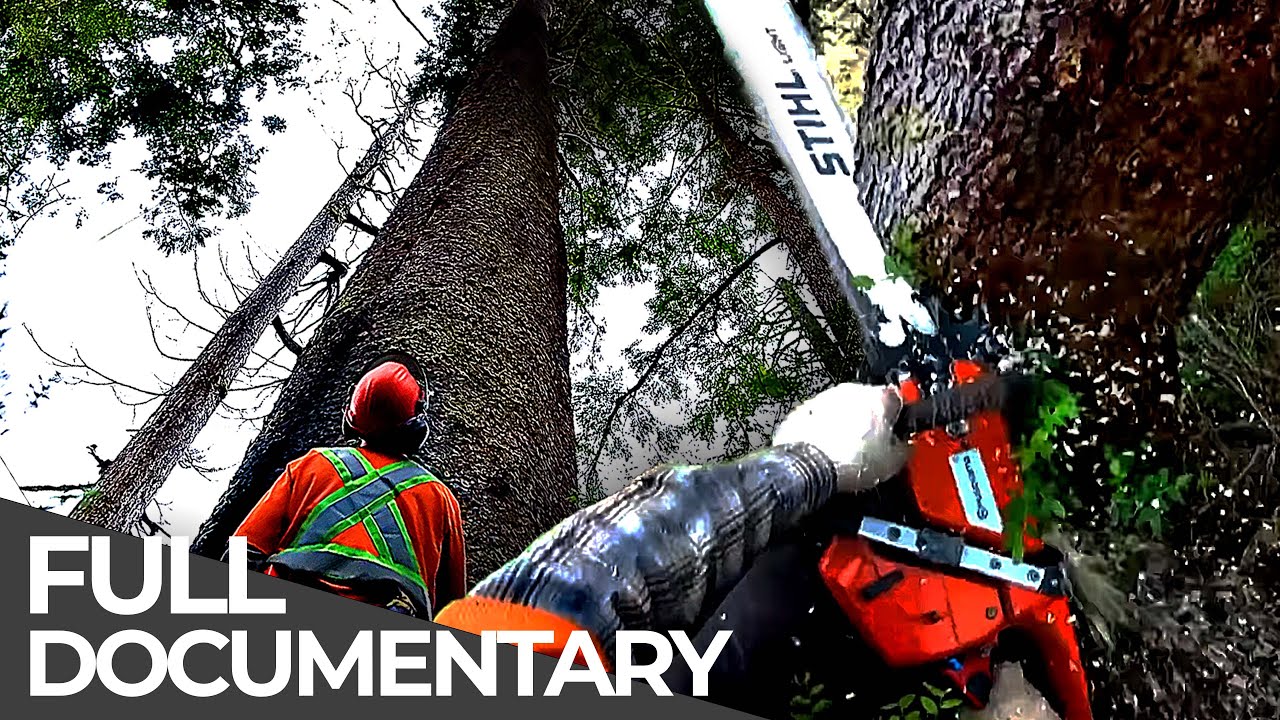 World's Most Dangerous Jobs: Lumberjacks | Free Documentary