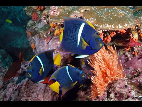 Подводный мир,жизнь океана. Документальный фильм