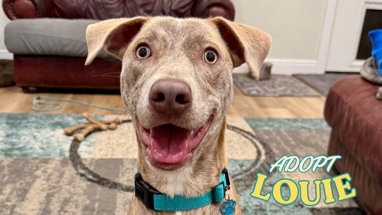 Enlarge Louie Stay Close Lou, a Adoptable mixed breed in Louisville, KY video 6/6