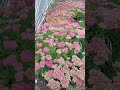 Pretty flowers in pink #shorts #short #pretty #flowers #nature #shortvideo #shortsvideo