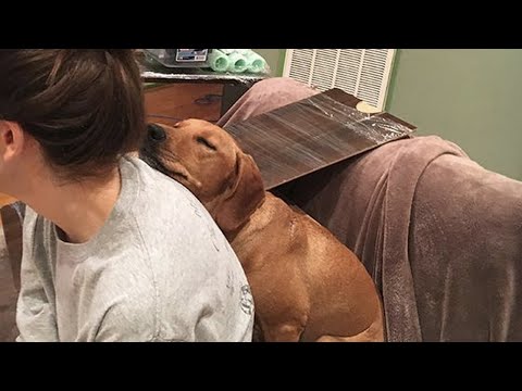 Je mourrais de rire pour ces chiens comiques.