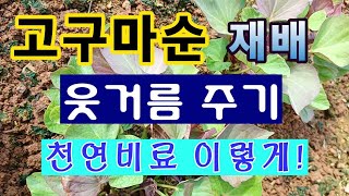[텃밭농부.947]  고구마순 키우는 중에 웃거름 이렇게 #고구마순 재배