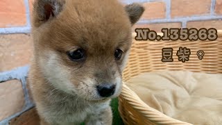 豆柴の動画01