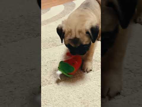 Mops Welpe kaufen