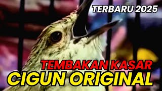 Download lagu PANCINGAN SUARA CIBLEK GUNUNG GACOR ORI GUNUNG TEMBAKAN CIGUN PALING DICARI-CARI !!! mp3